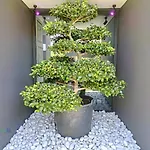 Vila Bonsai Arco da Calheta (Madeira)