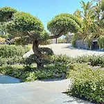 Bonsai *