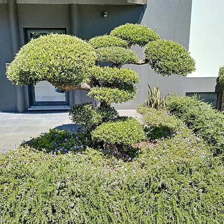 Bonsai * أركو دا كالهيتا