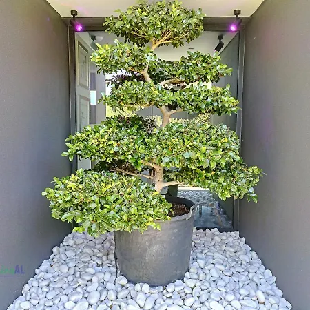 Villa Bonsai Arco da Calheta