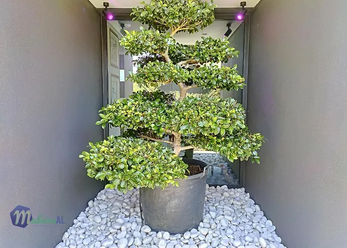 Βίλα Bonsai Arco da Calheta (Madeira)