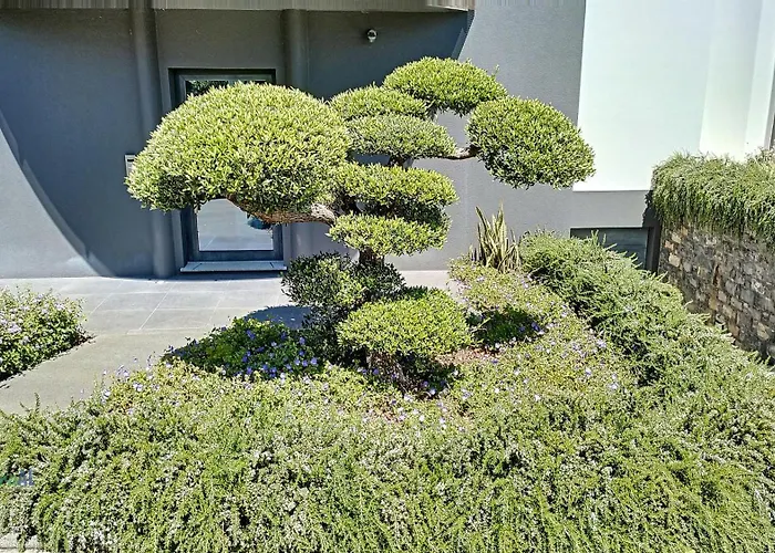 Bonsai * Arco da Calheta (Madeira)